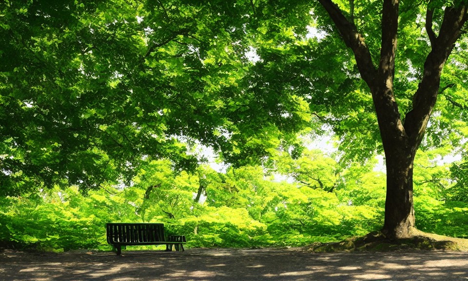 Park green space and seats under dense tree shade