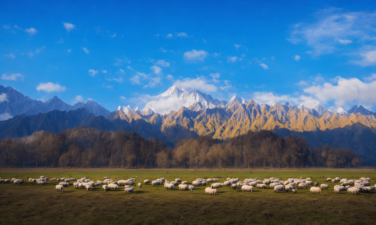 雪山背景与近处的羊群