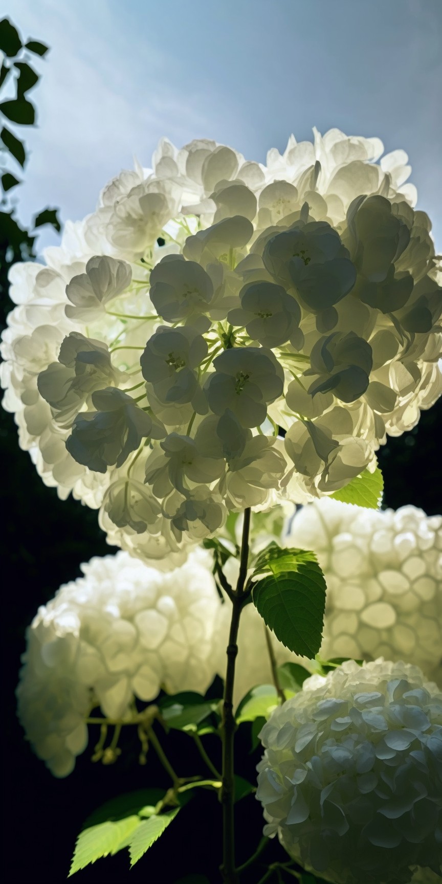 8 images of white hydrangea by Midjourney