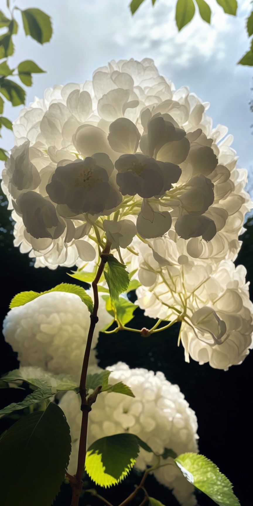 white hydrangea